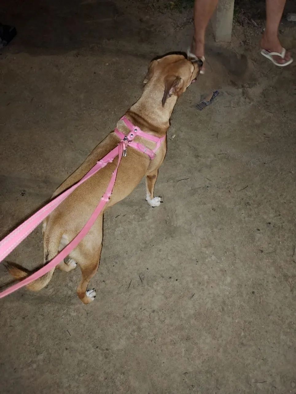 Estou doando essa cachorrinha