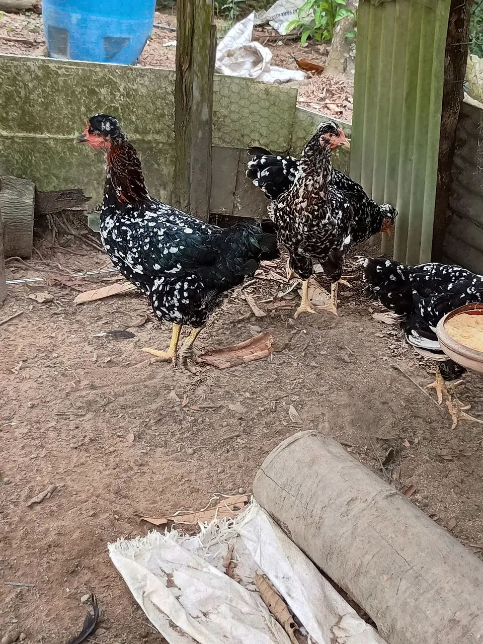Vende se pintinhos de GSB balão  - Foto 5