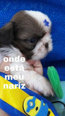 Shih Tzu lindíssimos