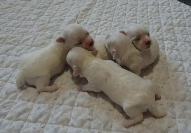 FILHOTES de Maltês com pedigre é garantia genética - Foto 4