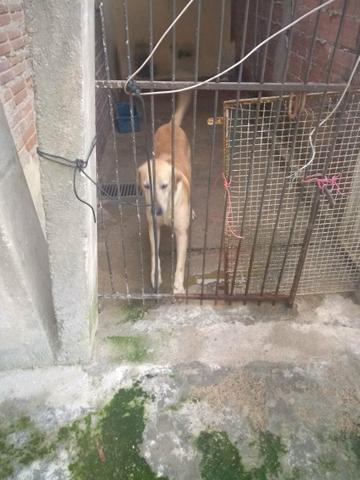 Doação cachorro labrador - Foto 3