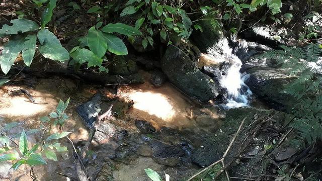 42 alqueires,,, são lourenço,,, da serra - Foto 9