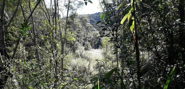 42 alqueires,,, são lourenço,,, da serra - Foto 16