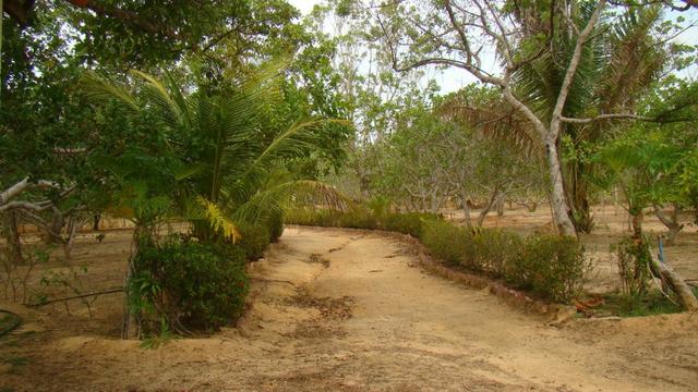 Oportunidade! Lindo sitio á 17 km de Teresina com dois Hectares. - Foto 7
