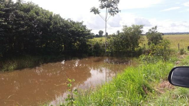 Fazenda Cultura na Beira Rio Araguaia. Araguatins-TO. - Foto 10