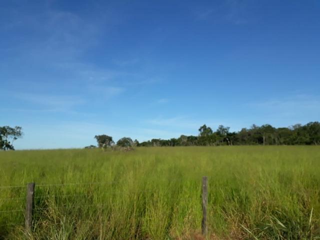 Fazenda Cultura na Beira Rio Araguaia. Araguatins-TO. - Foto 5