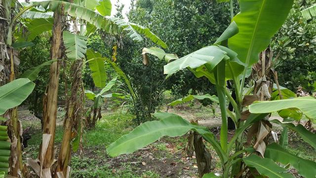 Terreno Murado com Água e Luz bairro Três Vendas em Araruama (RJ)