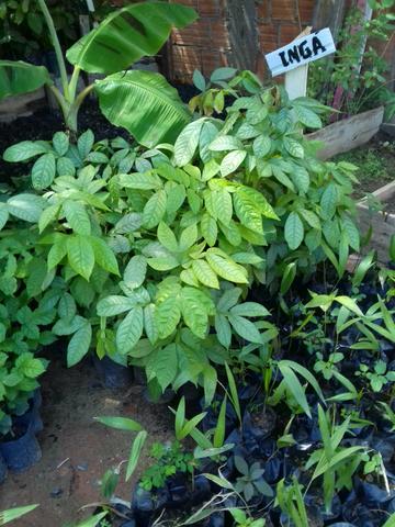 Frutiferas promoção - Foto 3