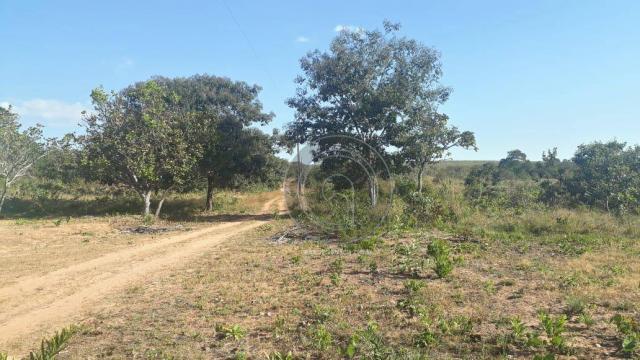 Chácara 7 hec na beira do asfalto estrada do manso à venda por r$ 120.000,00 - Foto 7