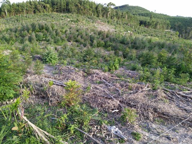 Terreno Rural - Foto 5