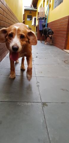 Rottweiler e SRD para doação - Foto 2