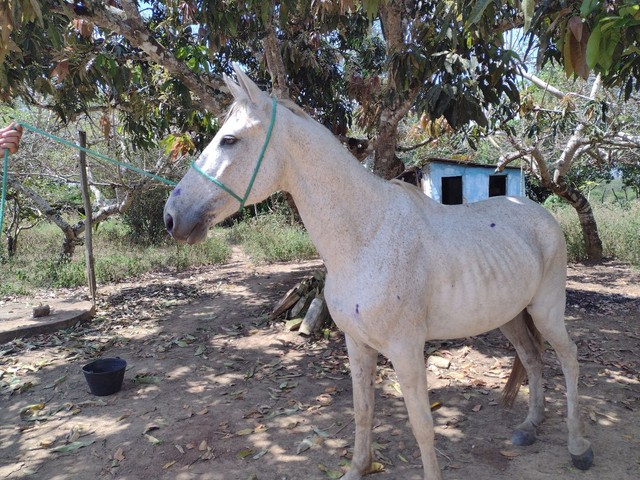 Cavalo picado 