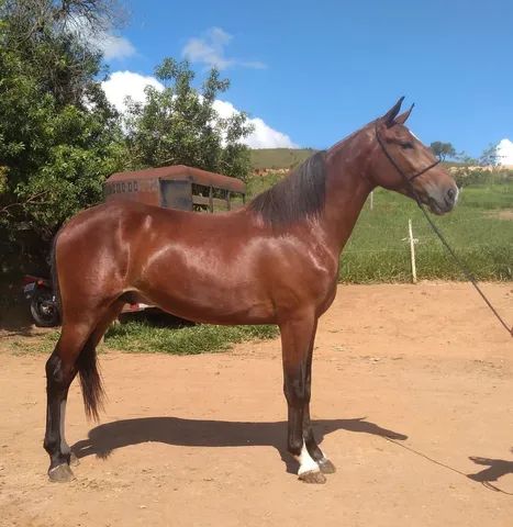 Cavalo alazão tostado de marcha picada - Cavalos e acessórios - Mata de São  João 1246892923