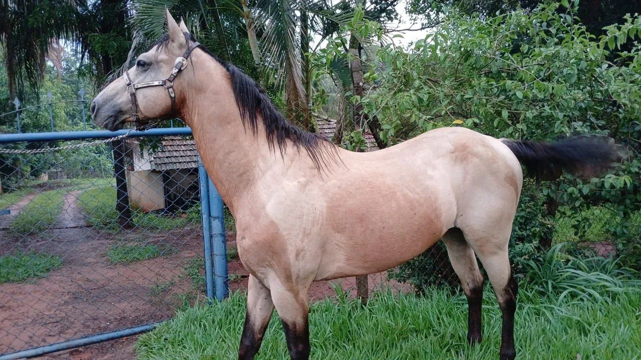 Garanhão Appaloosa  - Foto 3