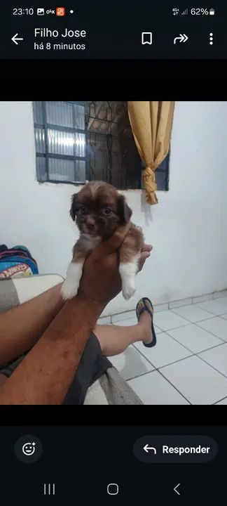 Filhotes disponível 