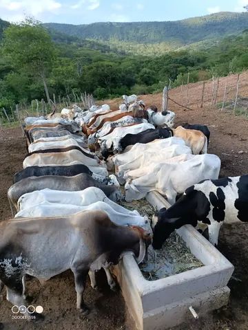 Fazenda com 760 hectares, escriturada, georreferenciada. - Foto 3
