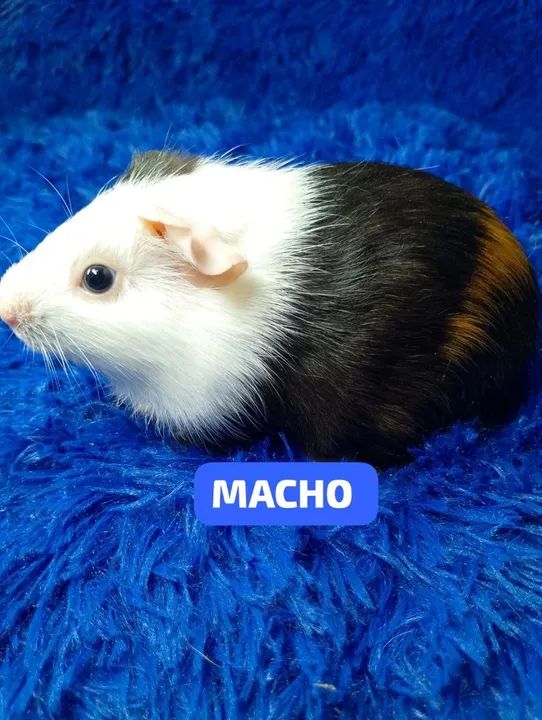 Porquinho da índia inglês ZAP: *80 - Foto 6