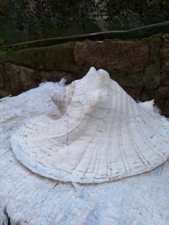 Concha do mar gigante - Foto 3