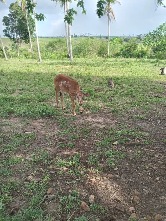 Vaca parida e novilha - Foto 6