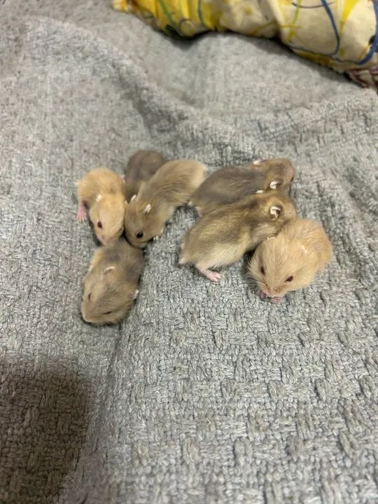 Filhote de hamster anão - Foto 2