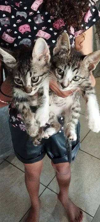 Doação gatinhas filhotes