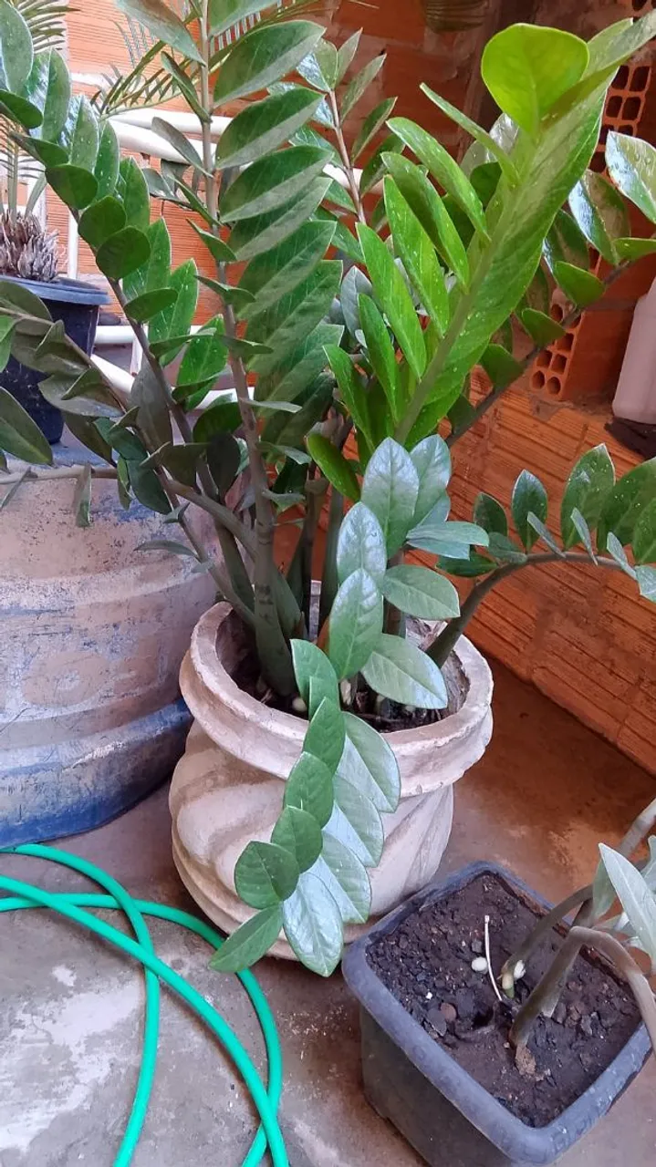 Planta Zamioculca (ZZ Plant) - Linda e Resistente!