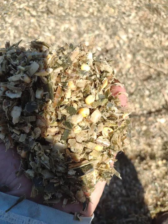 Silagem de milho - Foto 6