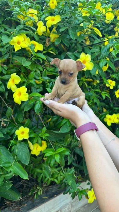 Filhote de Pinscher  - Foto 3