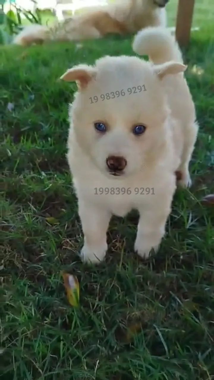  Filhotes de Pomsky disponíveis - Mini Husky com Lulu da Pomerânia!  - Foto 3
