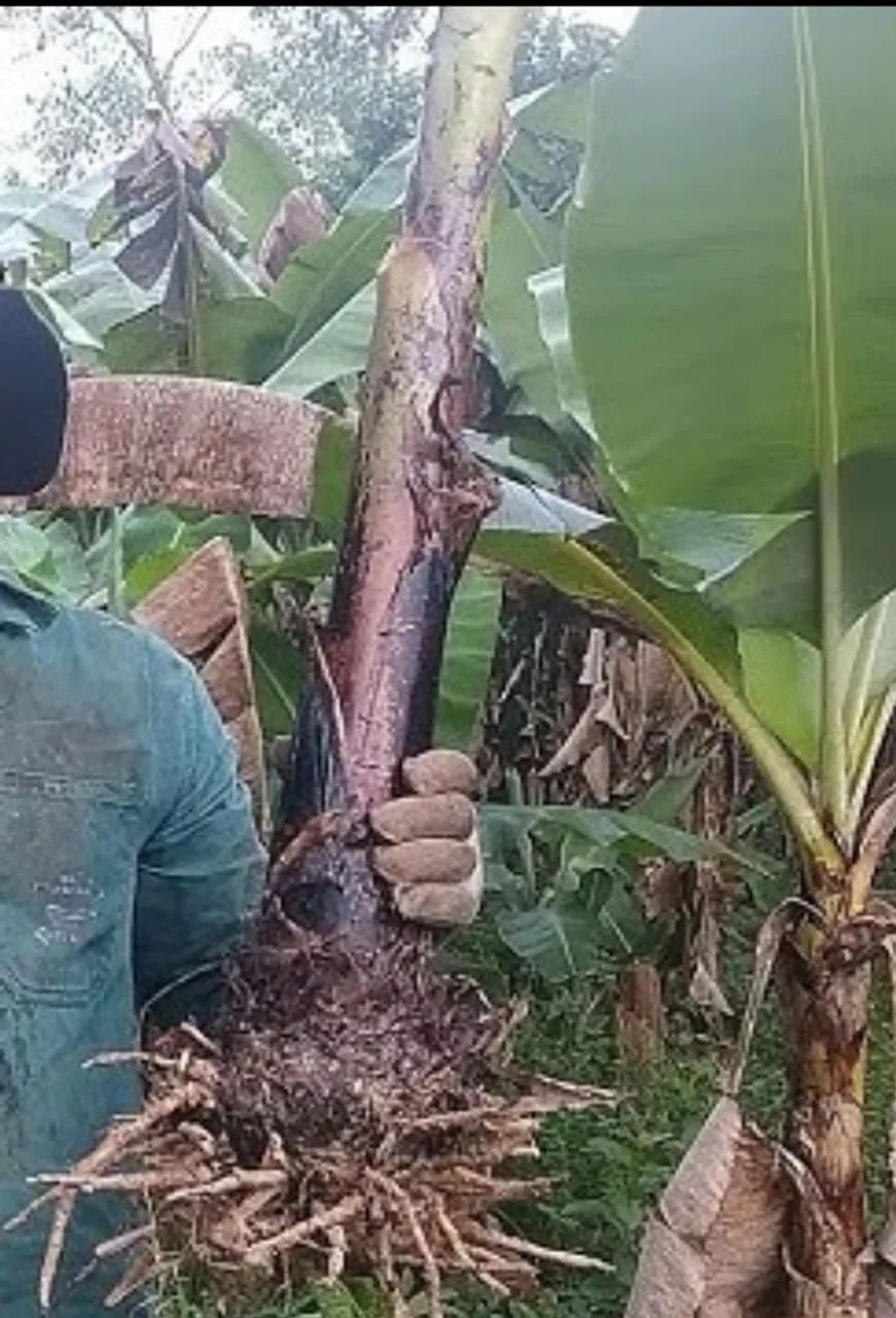Mudas de banana comprida 
