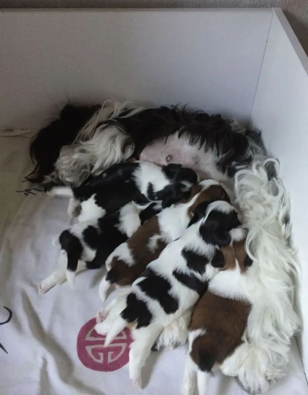 Filhotes Shih Tzu - Lindos e Carinhosos - Foto 2