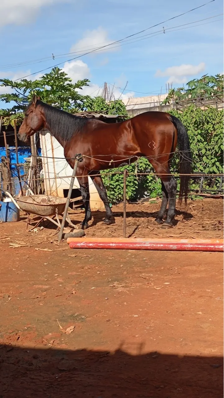 Cavalo garanhão quarta de milha