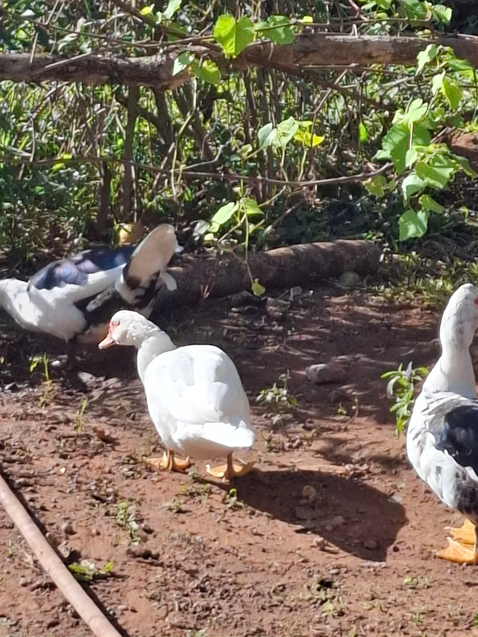 Lindos patos para criação
