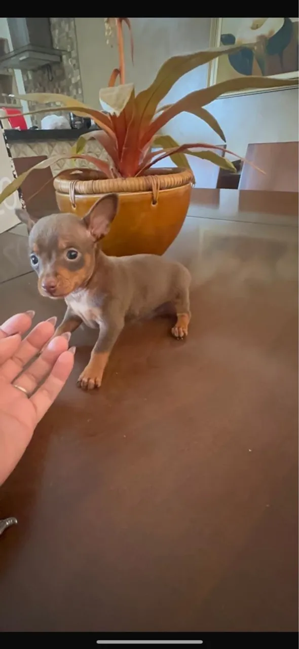 Pinscher fêmea 0 chocolate 