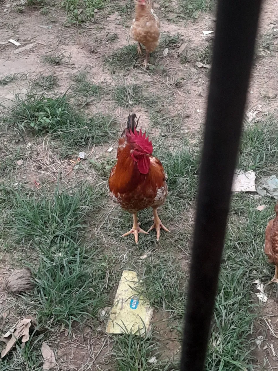 Galo rodeo 