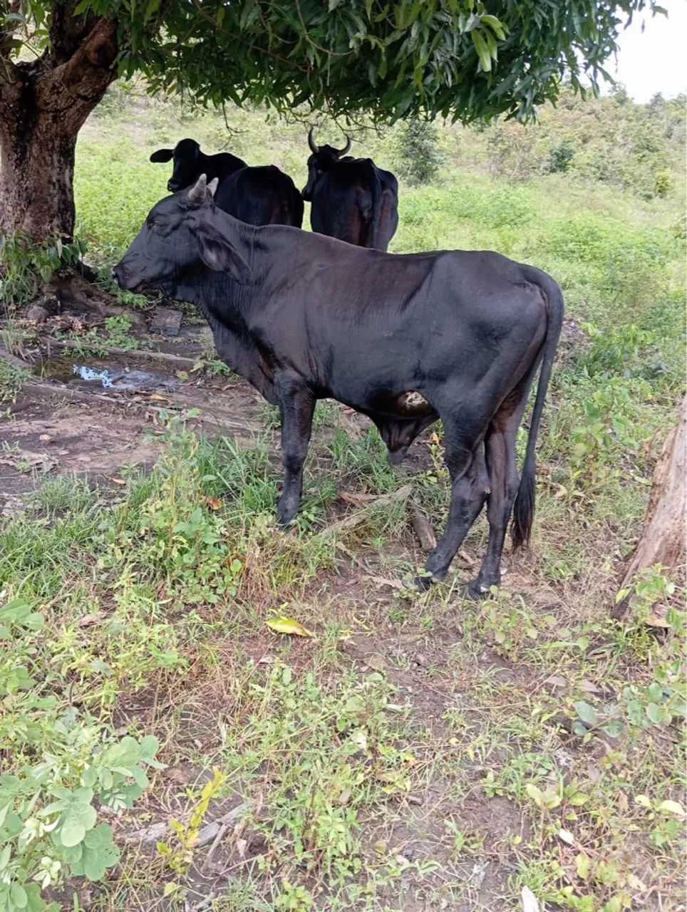 Vacas e bois para criação