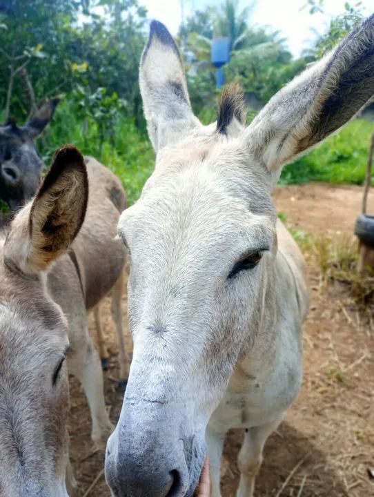 Vendo tropa - Foto 3