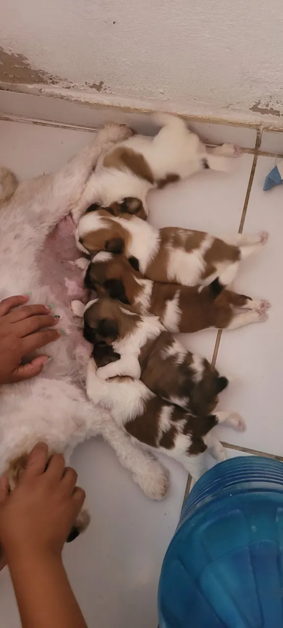 Lindos filhotes de shitzu pra venda .