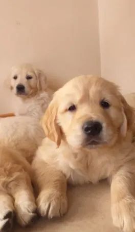 Golden Retriever - Caieiras Kennel Companheiro de Ouro