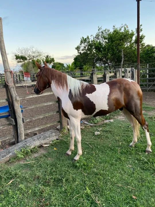 Potra mangalarga - Foto 2