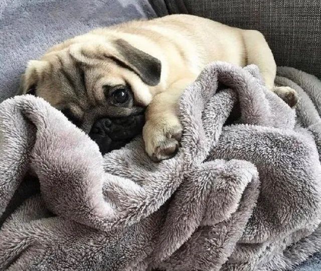 Venda De Cachorro Pug Saudável E Brincalhão