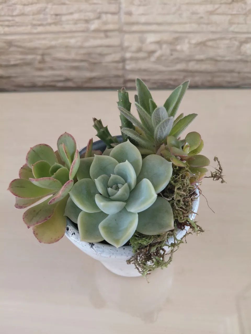 Vaso de suculentas  - Foto 5