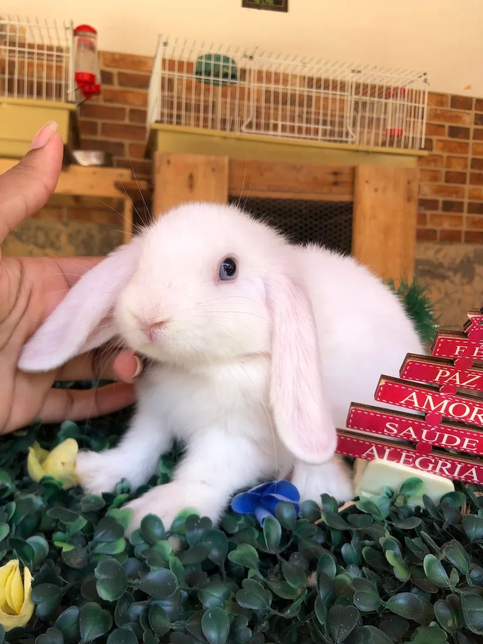 Promoção. Filhote de coelho da raça mini lop uruguaio bew, macho  - Foto 3