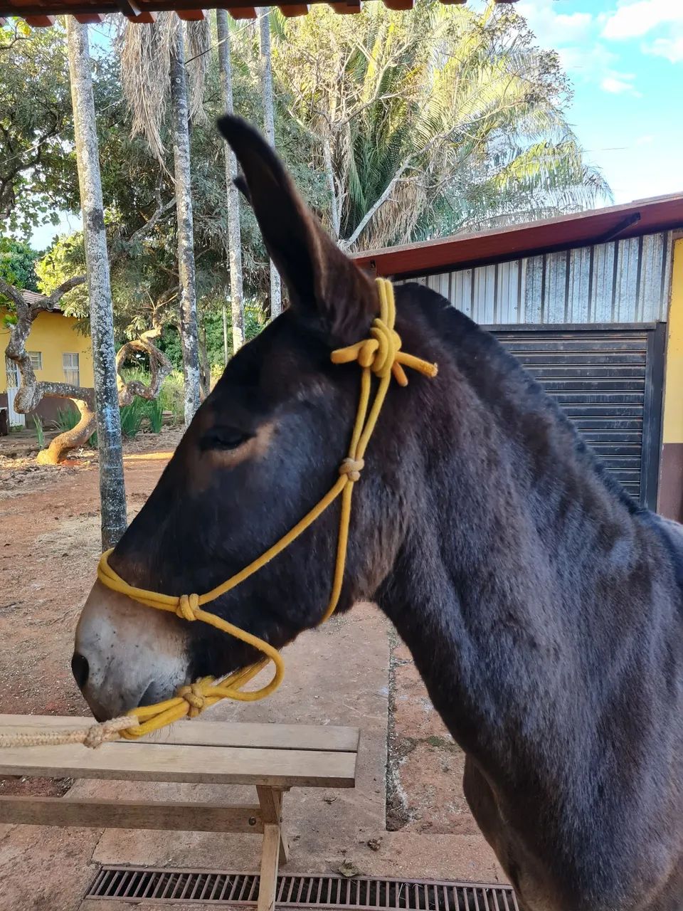Burro marchador para venda - Foto 2