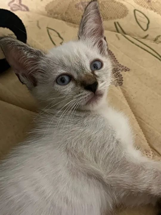 Doa-se gatinha - Foto 2