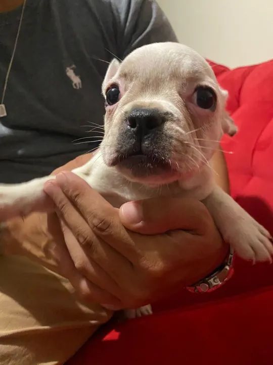 Bulldog Francês  - Foto 3