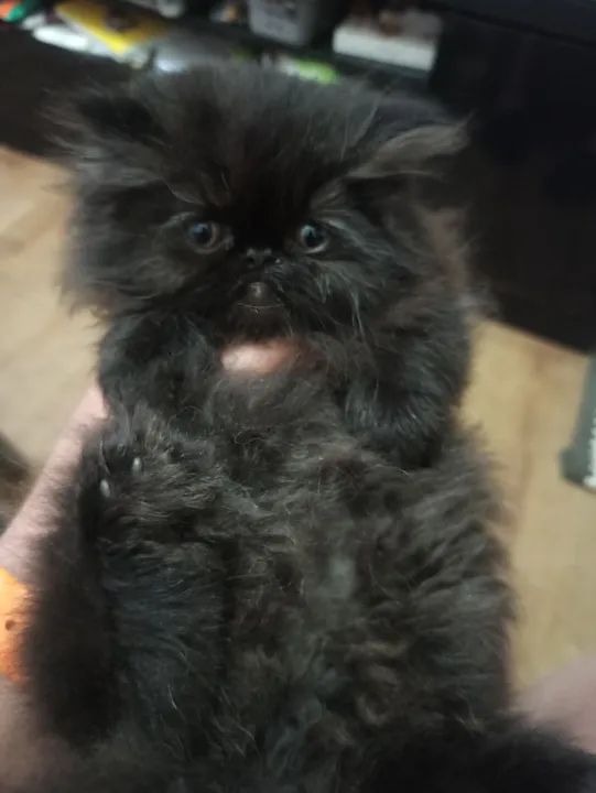 Filhotes de gato Persa - Foto 4