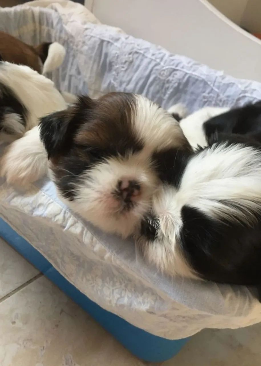 Filhotes Shih Tzu - Lindos e Carinhosos - Foto 5