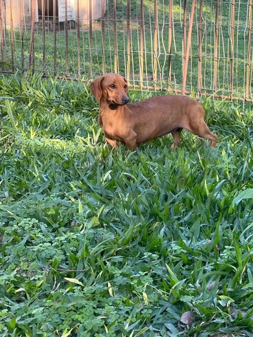 DACHSHUND FÊMEA ANÃ/KANINCHEN COM PROCEDÊNCIA 
