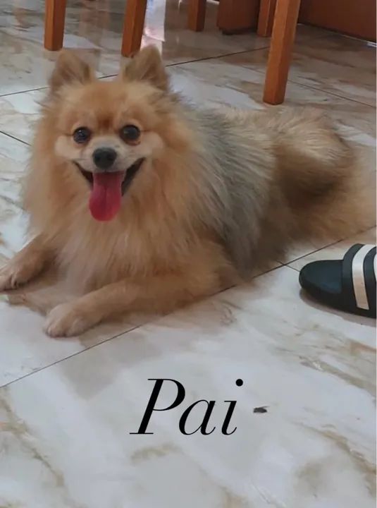 Spitz Alemão Macho - Foto 2